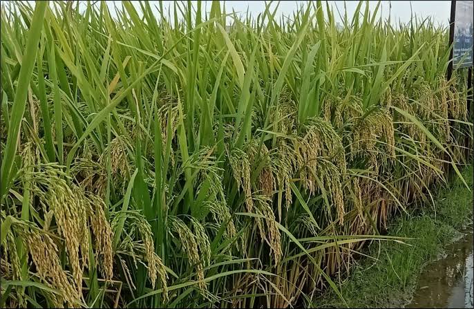 লবণাক্ত জমিতে হেক্টরে ৭.৬ টন ফলন, ১১৫ দিনে পাকবে ব্রি ধান১১৯